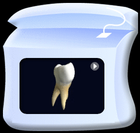 Animation of a spinning first molar.