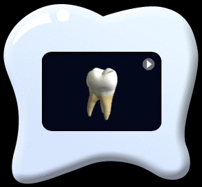 Animation of a spinning second molar.