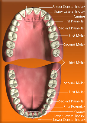 Photograph showing the position of permanent central incisor, lateral incisor, canine, first premolar, second premolar, first molar, second molar and third molar.