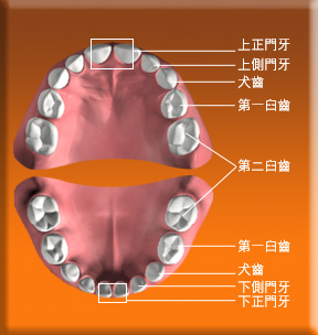 圖片顯示乳齒的正門牙、側門牙、犬齒、第一臼齒和第二臼齒的位置。