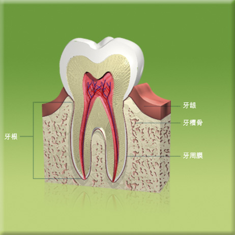图中所见是一颗牙齿和它周边组织的纵切面，显示牙根、牙龈、牙槽骨和牙周膜的所在位置。