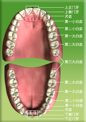 图片显示恒齿的正门牙、侧门牙、犬齿、第一小臼齿、第二小臼齿、第一大臼齿、第二大臼齿和第三大臼齿的位置。