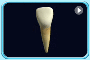Animation of a spinning incisor.
