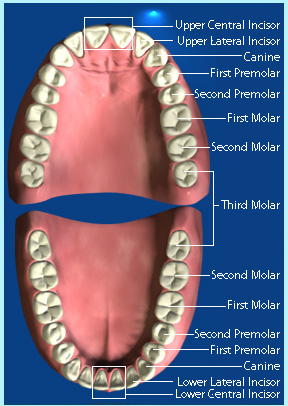 Photograph showing the position of permanent central incisor, lateral incisor, canine, first premolar, second premolar, first molar, second molar and third molar.