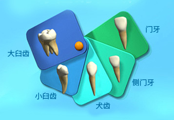 图片显示牙齿的种类。