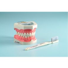 示範刷牙方法的模型及牙刷