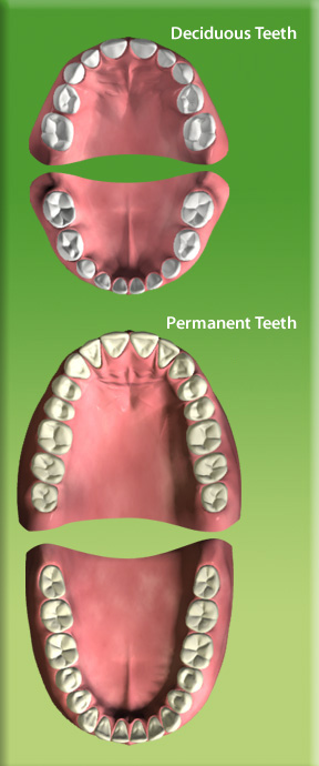Photograph of a set of deciduous teeth model and a set of permanent teeth model.