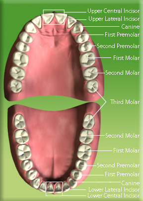 Photograph showing the position of permanent central incisor, lateral incisor, canine, first premolar, second premolar, first molar, second molar and third molar.