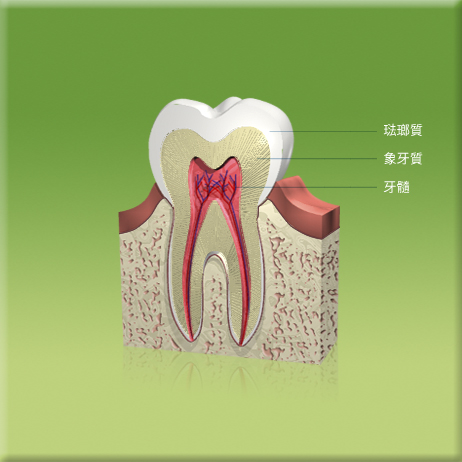 圖中所見是一顆牙齒和它周邊組織的縱切面，顯示琺瑯質、象牙質和牙髓的所在位置。