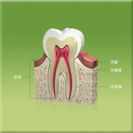 圖中所見是一顆牙齒和它周邊組織的縱切面，顯示牙根、牙齦、牙槽骨和牙周膜的所在位置。