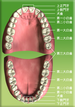 圖片顯示恆齒的正門牙、側門牙、犬齒、第一小臼齒、第二小臼齒、第一大臼齒、第二大臼齒和第三大臼齒的位置。