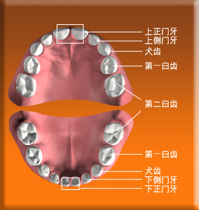 图片显示乳齿的正门牙、侧门牙、犬齿、第一臼齿和第二臼齿的位置。