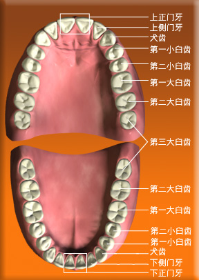 图片显示恒齿的正门牙、侧门牙、犬齿、第一小臼齿、第二小臼齿、第一大臼齿、第二大臼齿和第三大臼齿的位置。