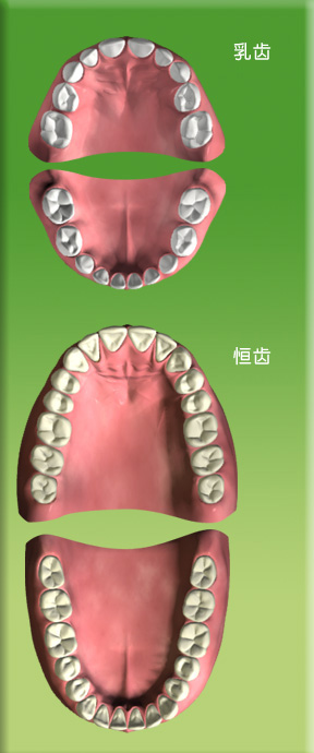 图中所见是一副乳齿和一副恒齿模型。