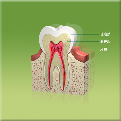 图中所见是一颗牙齿和它周边组织的纵切面，显示珐琅质、象牙质和牙髓的所在位置。