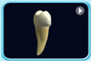 Animation of a spinning premolar.