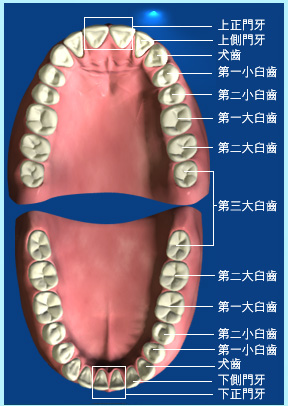 圖片顯示恆齒的正門牙、側門牙、犬齒、第一小臼齒、第二小臼齒、第一大臼齒、第二大臼齒和第三大臼齒的位置。