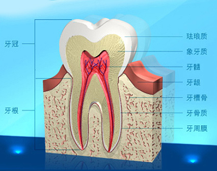 图片显示牙齿的结构。