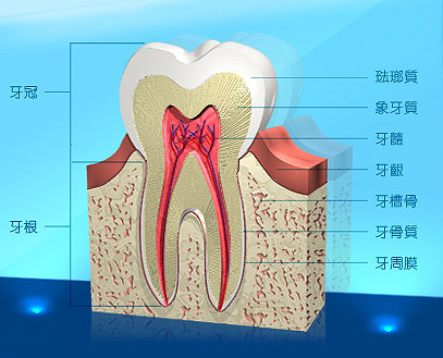 圖片顯示牙齒的結構。