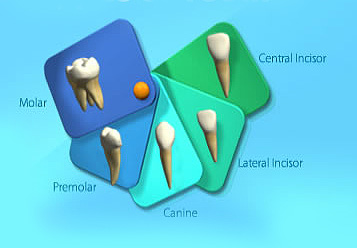 Photograph showing Types of teeth.