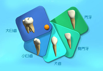 圖片顯示牙齒的種類。
