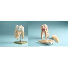 Structure of a tooth